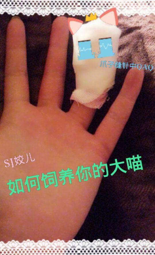 论如何饲养你的大喵 论如何饲养你的大喵